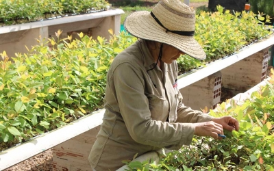 Refocosta Cultivo